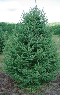 Evergreen – White Spruce