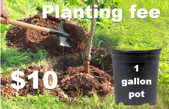 Planting Fee (1 gal pot)