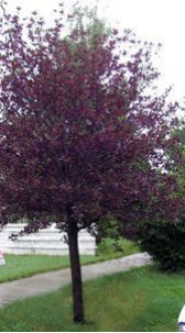 Tree – Chokecherry Arrowhead Shubert