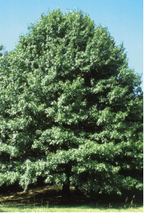 Tree – Oak Burr