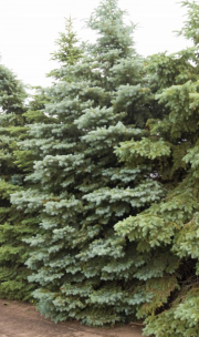 Evergreen – Spruce Colorado