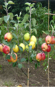 Fruit – Apple Combination