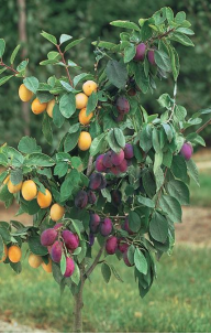 Fruit Trees – Plum Combination