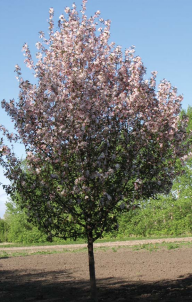 Tree – Courageous Crabapple Flowering
