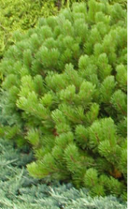 Evergreen – Pine Dwarf Mugo
