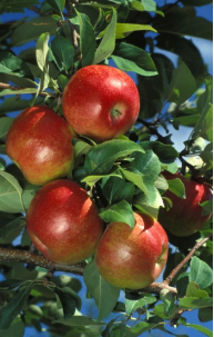 Fruit – Apple Hardi-Mac