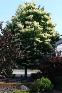 Tree – Ivory Silk Japanese Lilac