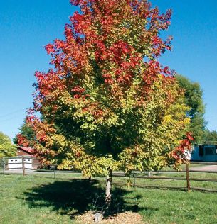 Tree – Maple Manitoba Sensation