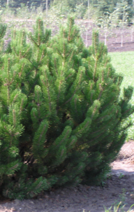 Evergreen – Pine Mugo