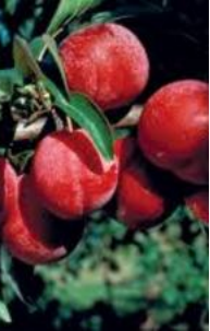 Fruit Trees – Plum Pembina