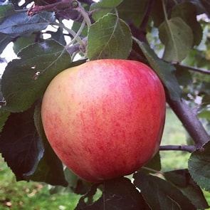 Fruit – Apple Prairie Sensation