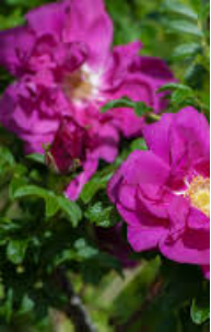 Rose – Purple Pavement