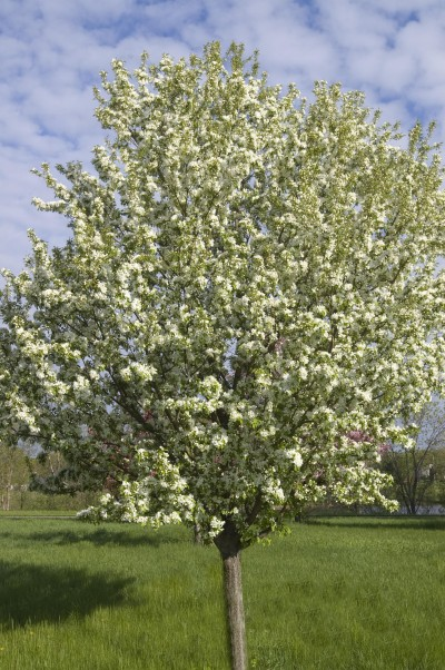 Tree – Spring Snow Crabapple Flowering