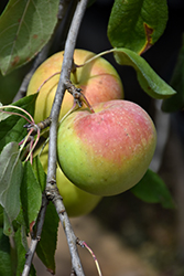 Fruit – Apple Zestar