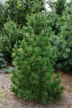 Evergreen – Pine Columnar White