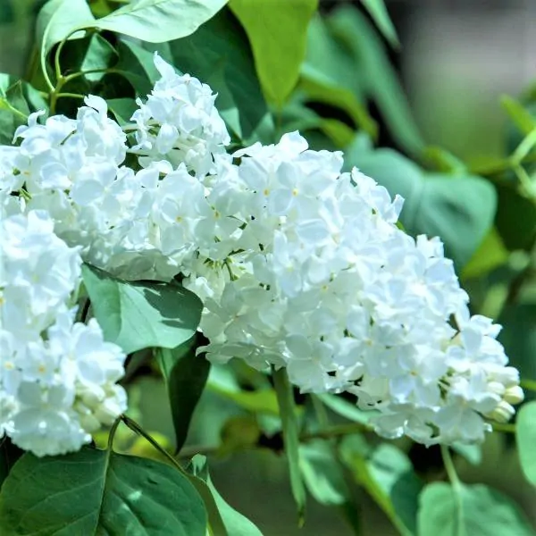 Shrub – Lilac Common White