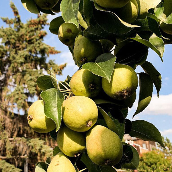 Fruit Tree – Paul Pear