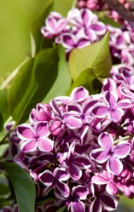 Shrub – Lilac Sensation