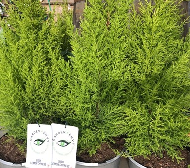 Lemon Cypress Patio Pot – 10 inch